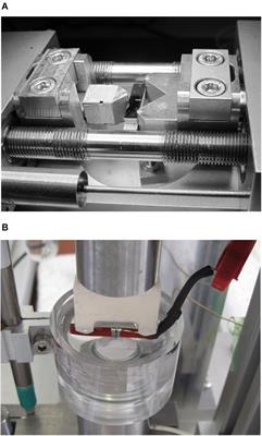 Studies on Stress Corrosion Cracking of Vit 105 Bulk Metallic Glass